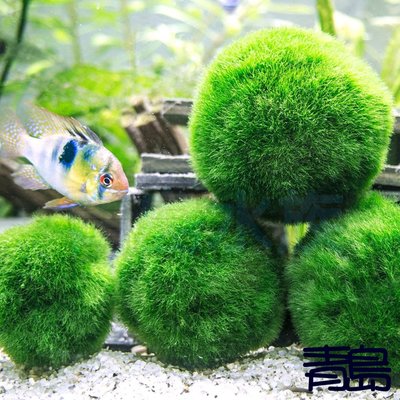 Y。。。青島水族。。。臺灣天然水草-綠藻球 綠球藻 毬藻 水中葉 翠綠鮮豔 藻球圓潤==熊大粒/ 4-4.5cm/單顆