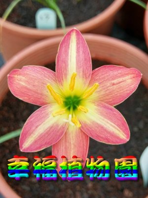 [幸福植物園]風雨蘭Zephyranthes Pink Temptation