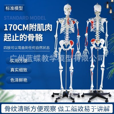 【熱賣精選】170CM人體骨骼模型 附半邊韌帶肌肉著色人骨架模型 骷髏道具繪畫