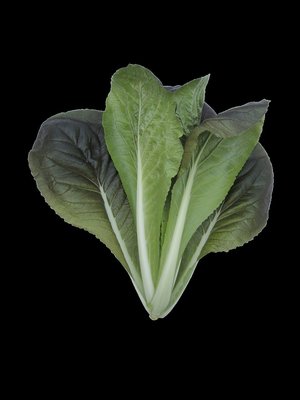 【蔬菜種子S244】紫薇白菜（無絲白菜）~~葉面紫色，葉背綠色，無絨毛，耐熱抗病，烹煮後食用無纖維，口感極好。
