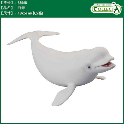 英國CollectA我你他仿真海洋動物模型玩具鯨魚鯊魚認知88568白鯨