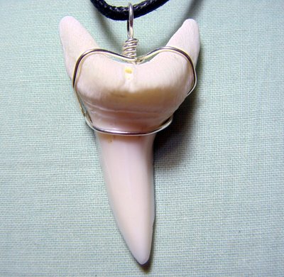 (馬加鯊嘴牙)4.5公分馬加鯊魚牙#4524純銀線綁項鍊附長短可調蠟繩, 稀有.可當標本珍藏!