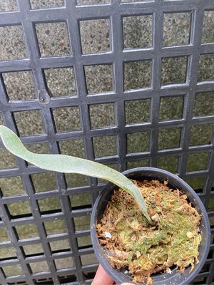 鹿角蕨夜銀(P veitchii silver “Nyx”）側芽-療癒-文青、蕨類、雨林植物~室內~天南星-觀葉
