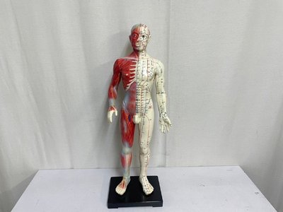 日本 人體 模型 60公分
