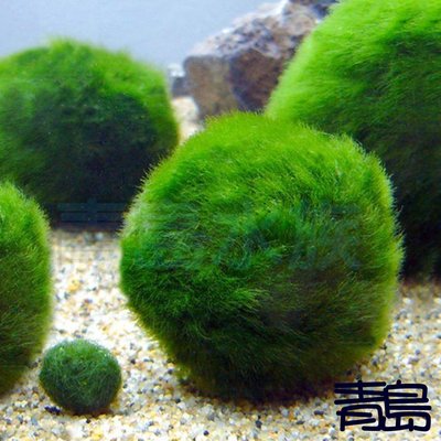 五1→Y。。。青島水族。。。臺灣天然水草--綠藻球 綠球藻 毬藻 水中葉 翠綠鮮豔 藻球圓潤==金大粒/3cm/單顆