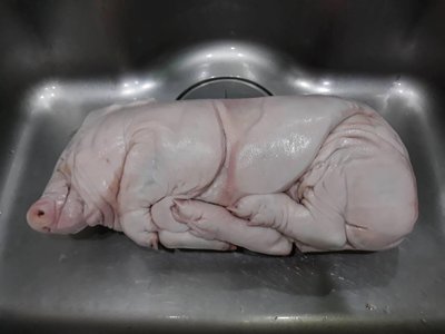 乳豬 9-10台斤 生乳豬 豬舍品饌/成立民國72年烤乳豬