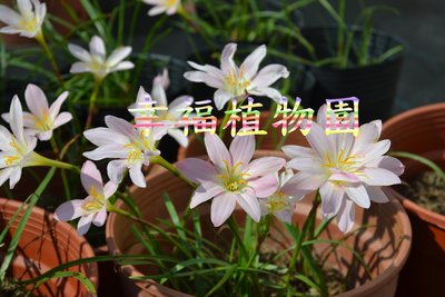 [幸福植物園]風雨蘭 Zephyranthes grandiflora-seedling mix
