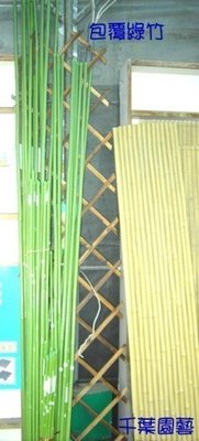園藝包覆綠竹150cm/植物支架/支架竹/支撐竹/支架/多尺寸可選 - 千葉園藝有限公司