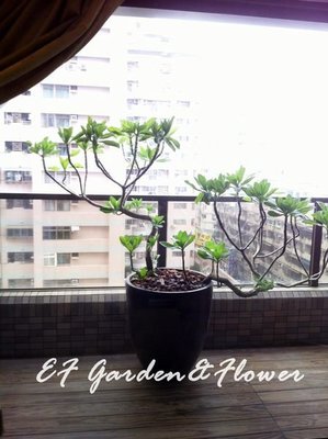 【EF Garden&amp;Flower】白水木 居家陽台盆栽
