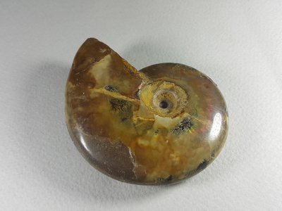 [銀九藝] 古生物 松葉斑彩螺 鸚鵡螺化石 擺飾 擺件 (17)