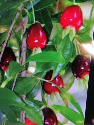 六角櫻桃 小品盆栽 很會生果實 造型漂亮優惠超商取貨免運