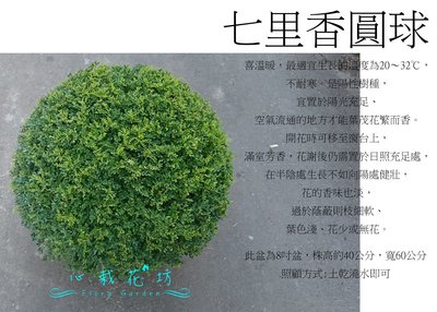 心栽花坊-細葉七里香/七里香/波波球/圓球/寬60cm/綠籬植物/圓球/造型樹/特售/售價1100特價1000