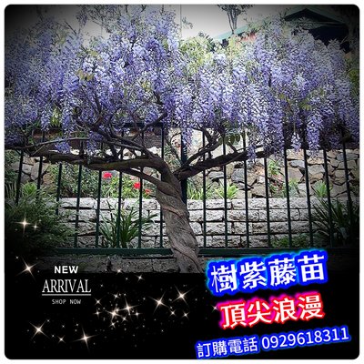 樹紫藤苗 【樹型品種】售555元、免運費Purplevine