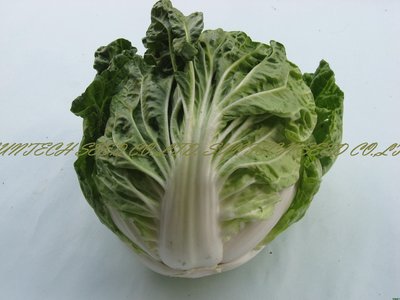 【蔬菜種子S273】夏天結球白菜~最適合夏天種植，因為較野性，風雨後恢復力強。