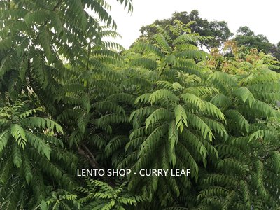 LENTO SHOP - 台灣新鮮現採 咖哩葉 可因氏月橘 Curry Leaf  下單後新鮮現採 台南出貨