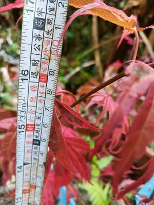 特殊少見老樹老粗頭高露根，美國紅楓樹名字叫希拉蕊，小品盆栽葉子全年大部份都是紅色帶其他顏色紋路喜歡全日照潮濕環境免運