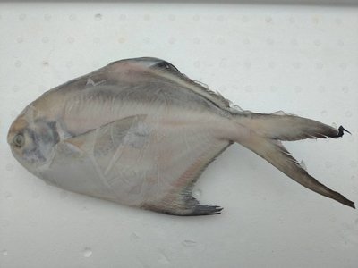 冷凍白鯧魚