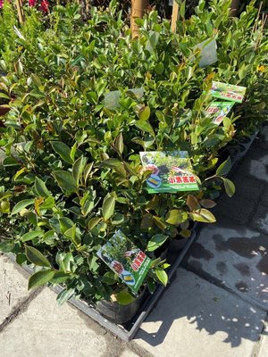 元茂園藝桃園三民店 小果油茶樹一年盆栽 陽台即可種植
