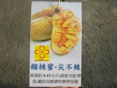 ╭☆東霖園藝☆╮熱帶果樹(尖不辣)黃肉榴槤蜜-甜滋滋品種--稼接苗---- 甜美多汁