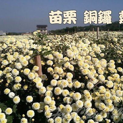 白菊花杭白菊甘菊 一斤裝 苗栗銅鑼產 農藥零檢出 買的放心 泡茶最適合 大包裝較省錢 珍豐產 Yahoo奇摩拍賣