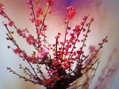 特殊少見的日本品種名字叫紅梅花，老粗頭造型漂亮好種植喜歡全日照的環境一盆只賣2400元郵局免運費只有2盆