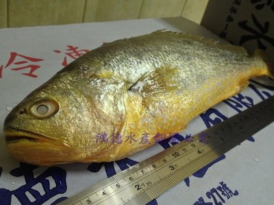 活凍黃魚每公斤只要380元☆鴻德水產☆滿額免運