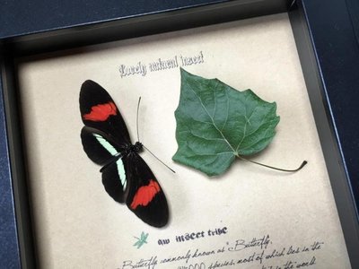 昆蟲記~亞馬遜雨林·令人驚嘆的物種·非常罕見的極美毒蝶+++6626-特價