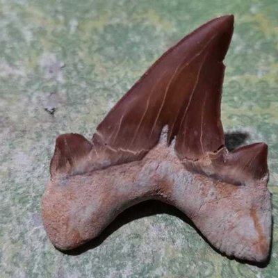 精品中號鯊魚牙齒古生物化石摩洛哥原石奇石教學科普標本珍藏觀賞凌雲閣化石隕石 促銷