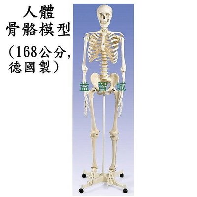 益智城新館《教學人體模型/人體骨架/教學模型》人體骨骼模型/人骨模型/骨架/骨頭模型(168公分,標準型,德國製)