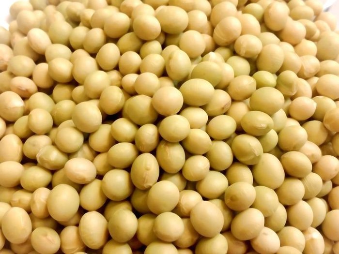 豐｝糧行綠晶黃豆(高雄美濃9號) 非基因改造無毒栽種600公克| Yahoo奇摩拍賣