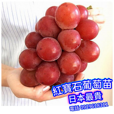 日本紅寶石葡萄【仟插大苗】【頂尖好吃】