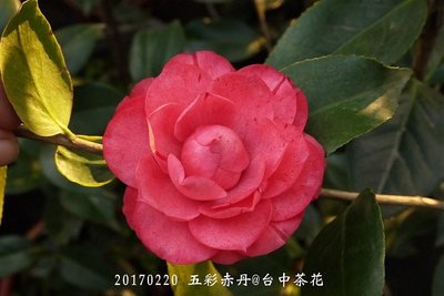 台中茶花- 五彩赤丹-(嫁接茶花)- X18