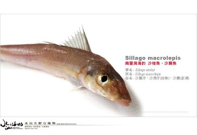 【水汕海物】海釣最鮮嫩肥美的沙梭魚(沙腸仔) 。這體型數量稀少，下標前請先詢問!『門市熱銷、品質保證』