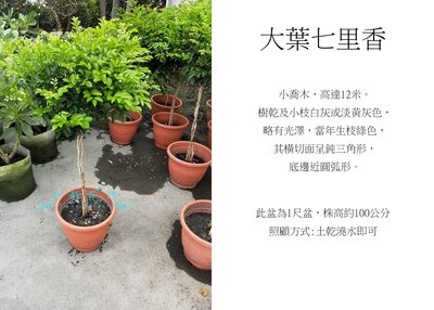 心栽花坊-大葉七里香/棒棒糖造型/1尺吋盆/造型樹/香花植物/綠化植物/綠籬植物/售價1300特價1000