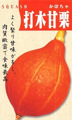 【蔬菜種子S348】打木赤皮甘栗南瓜~ 濃郁的甜味、肉質緻密、是栗子型，約1.7kg重，外觀漂亮。