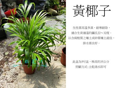心栽花坊-黃椰子/5吋/觀葉植物/室內植物/綠化植物/售價180特價150