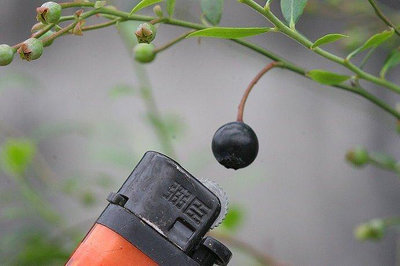 【優勢】日本盆栽樹種~姬小藍莓
