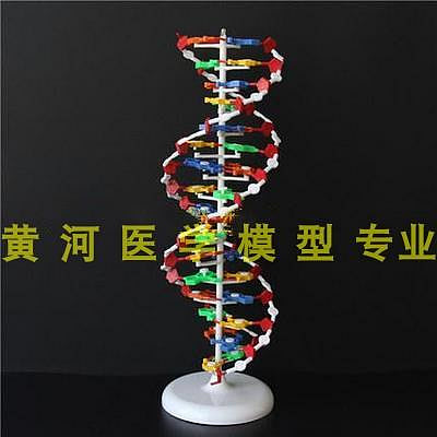 DNA雙螺旋結構模型帶底座60公分堿基對遺傳基因生物教學儀器