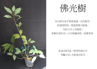 心栽花坊-佛光樹/舟山新木姜子/4吋/綠化植物/綠籬植物/售價200特價180