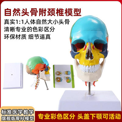 人體仿真頭骨解剖模型醫學藝用美術素描可拆卸解剖頭顱骨著色教具