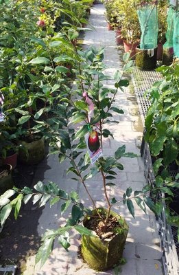 花花世界_水果苗--大巨紅水晶樹葡萄--又稱為嘉寶果/8吋盆/高60-80公分/Ts