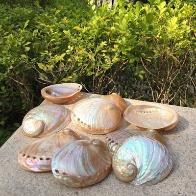 拋光澳洲白鮑魚貝殼天然diy家居裝飾品海螺擺件水族造景~定價