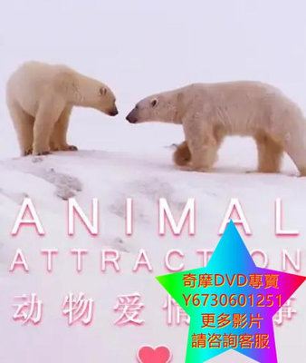 DVD 專賣 動物愛情故事/Natural World: Animal Attraction 紀錄片 2013年