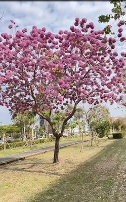 《榮恩園藝》紅花風鈴木，已開花，高度2-4米，米徑3-4公分，美植袋裝