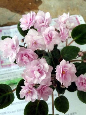 堤緣花語陶-淨化室內空氣植物-非洲紫羅蘭 Trinket ''O'' pink [人氣商品]
