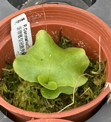 菲律賓皇冠鹿角蕨三吋，實物拍攝
