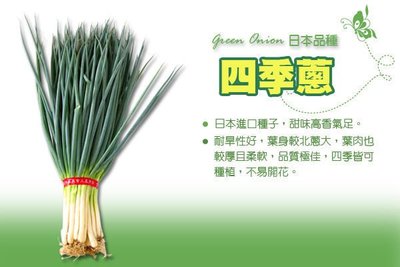 四季蔥 種子  (F1一代交配 甜味高香氣足) 日本進口品種 四季皆可栽種