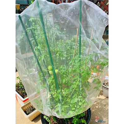 現貨 防蟲網 果樹防蟲網罩透明白紗網套罩防鳥蔬園藝防冰雹病蟲害蚊蟲果蠅