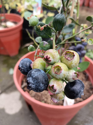 {頂上花藝} 比洛克西藍莓 / 大果早生平地藍莓/ 抗熱性佳/ 產果量豐收/植栽較稀少/最新品種