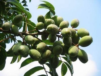 ╭☆東霖園藝☆╮ 水果苗--(土橄欖)台灣土橄欖60-70公分/4吋盆
